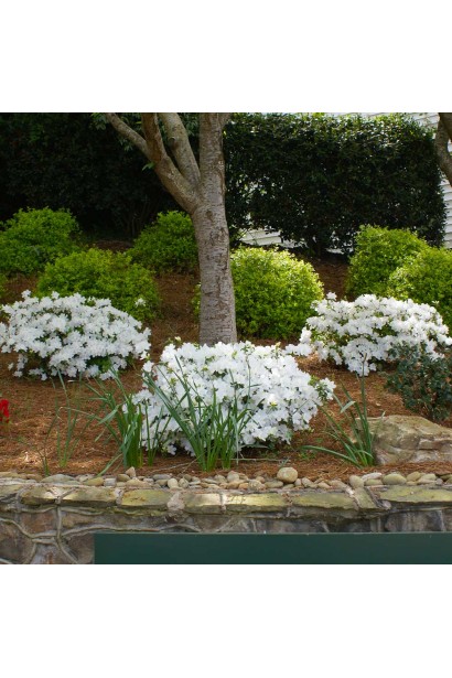 Рододендрон Пур Уайт 